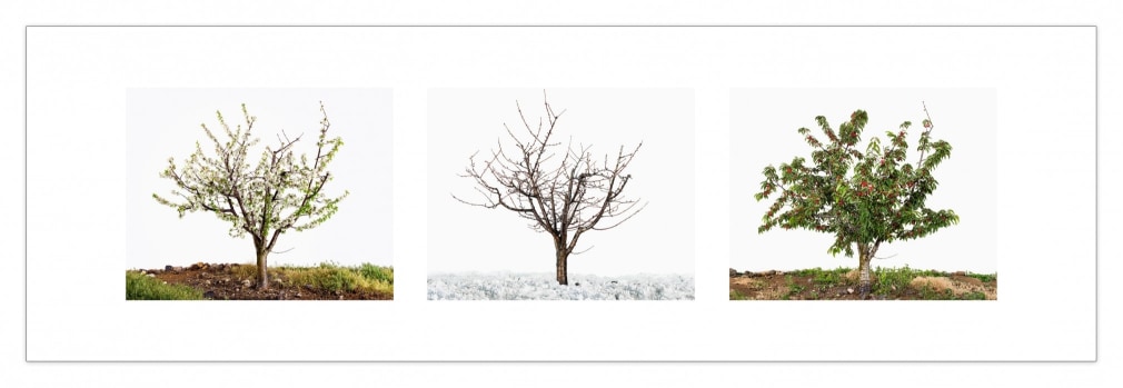 Tal Shochat, Lessons in Time 5 (Cherry Tree), 2017 C-Prints 39 x 43.5 inches Edition of 6