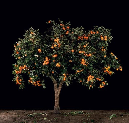 Afarsemon (Persimmon), 2011