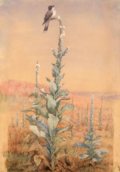 Sold Fidelia Bridges gouache and watercolor painting Summer Song - Kingbird on Verbascum stalk.