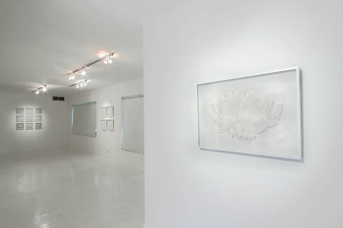 Bovey Lee "Water Has A Memory"