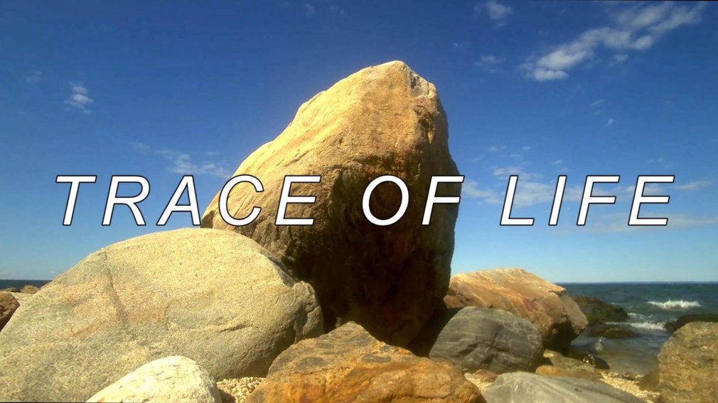 T.J. Wilcox, Trace of Life, 2022