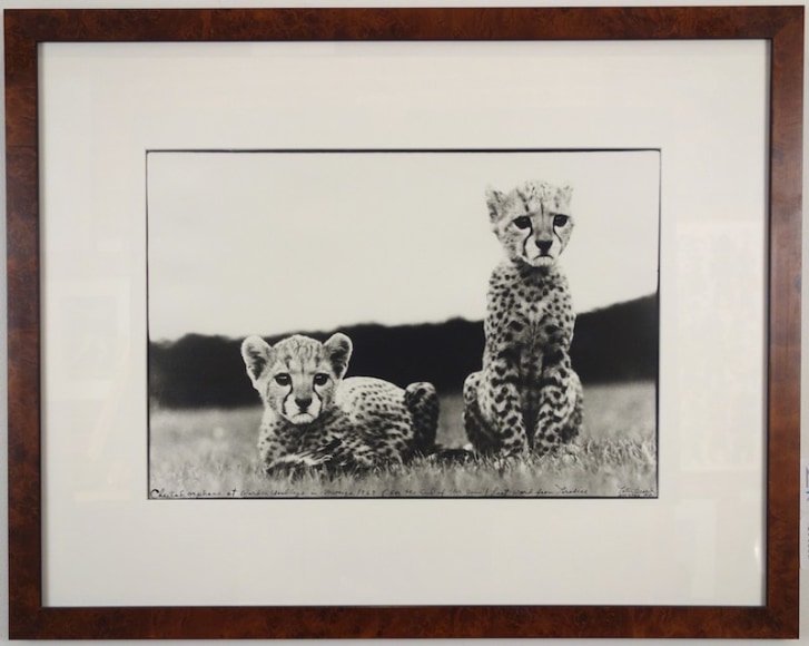 Peter Beard Photograph Cheetah Orphans Gelatin Silver Print