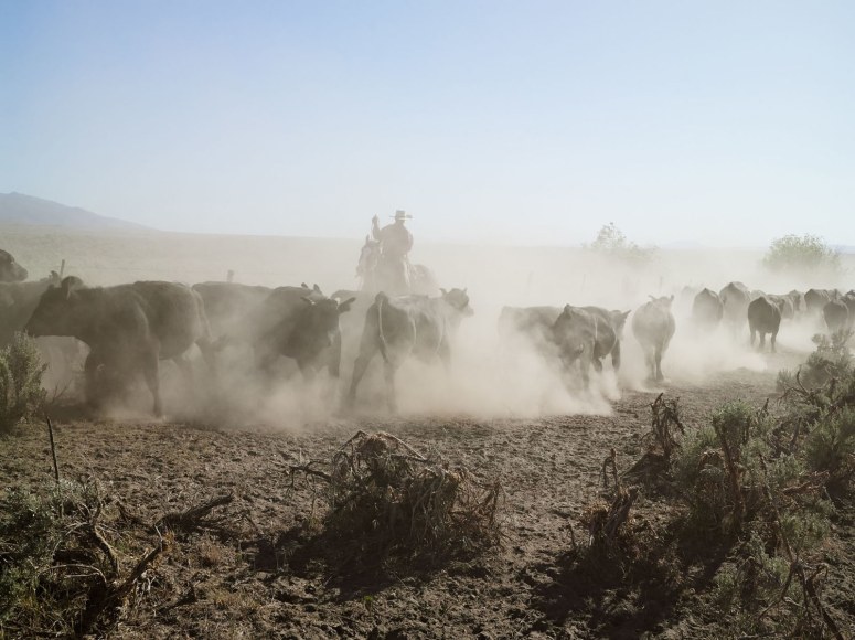 Lucas Foglia, Rowdy Moving Cattle between Pastures, 71 Ranch, Deeth, Nevada, 2012