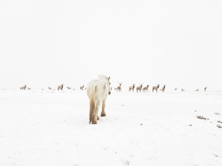 LUCAS FOGLIA, Jewett Elk Feedground, Merna, Wyoming, 2010