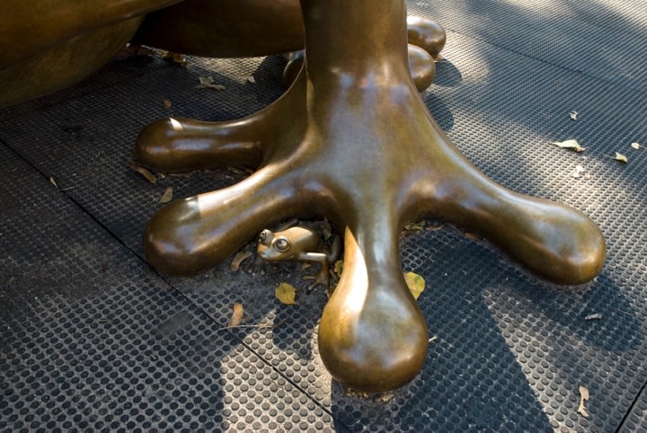 Large Coqui, PS 20, New York, NY