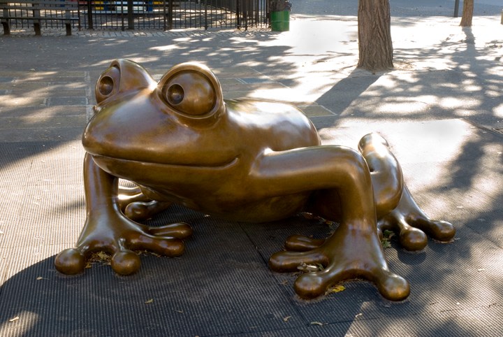 Large Coqui, PS 20, New York, NY