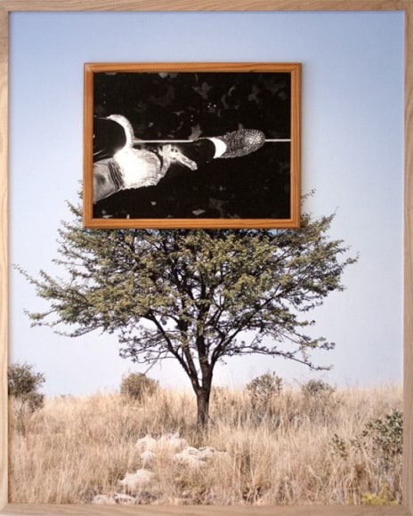 Todd Gray, Flora Africanus (Tight Rope)