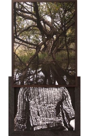 Todd Gray, Flora Africanus (Shimmer)