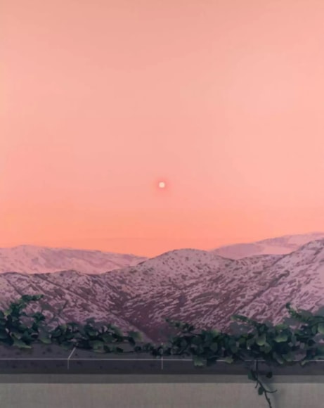 ROBERT MINERVINI, Landscape with Vines, 2023