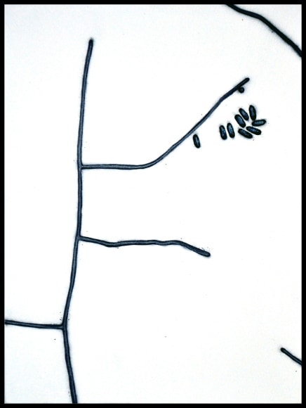 BRIAN BORRELLO Mycoculture 01, 2013