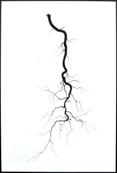 BRIAN BORRELLO Root, 2013