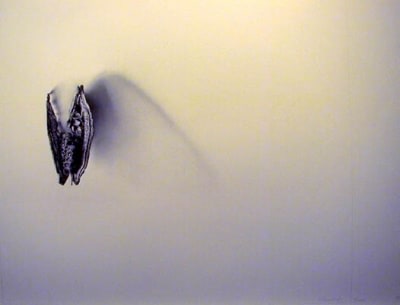 Valerie Demianchuk Chiropteran