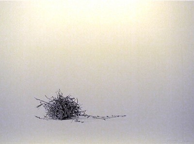 Valerie Demianchuk Spanish Moss