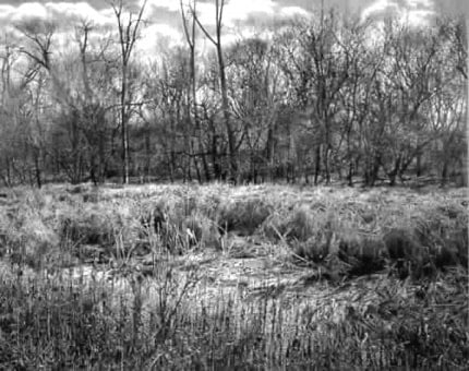 James Valerio Lions Woods, Des Plaines