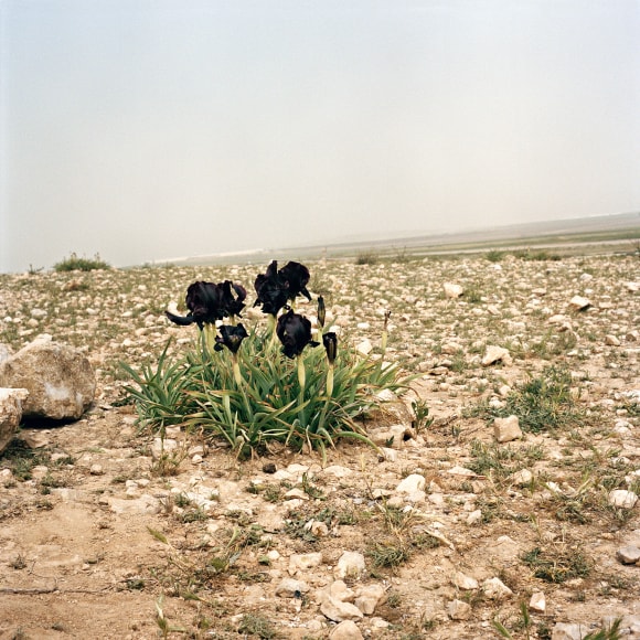 Ben-Zion - Black Iris