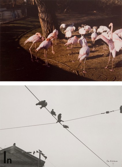 Peter Hutchinson  Man&rsquo;s Condition, 1976  27 parts 1 part (text) framed 32 x 40 cm 26 parts (photos) framed as 13 Diptychs each frame 105 x 80&nbsp; packed in a specially made wooden crate for storage and transport, 130 x 97 x 67 cm