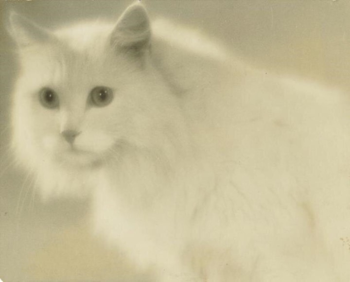 Munkacsi - WEISSER ANGORAKATER