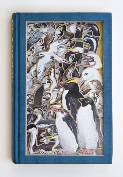 James Allen  Seabirds, 2021