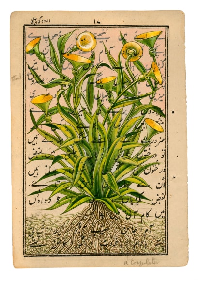 Stotik - trumpet flowers