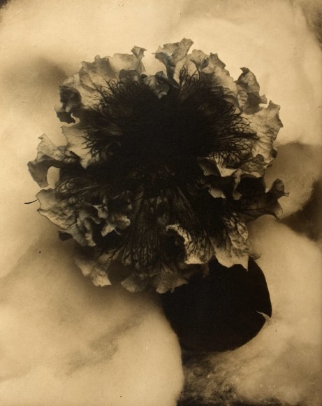 Edward Steichen: 1915-1923 - Main Gallery - Exhibitions - Howard ...