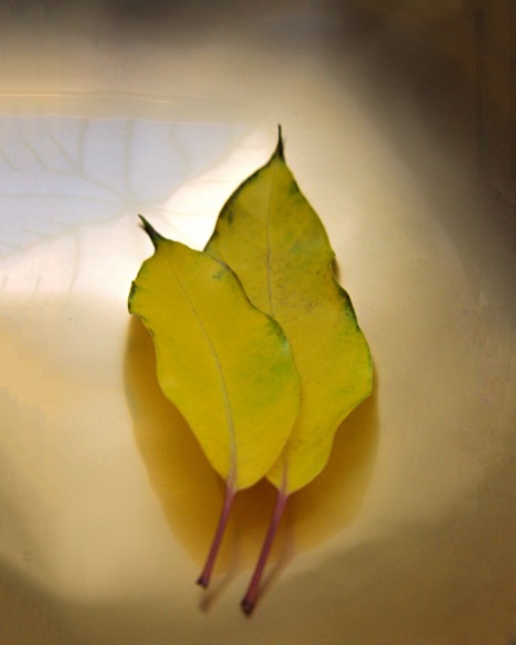 Attachments # 2    from LEAVES series A 2015