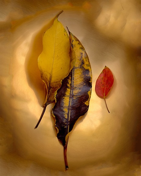 Attachments # 4    from LEAVES series A 2015