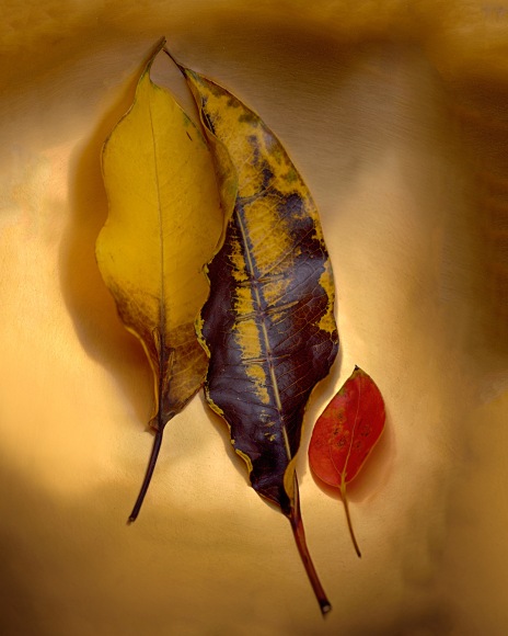 Attachments # 1    from LEAVES series A 2015