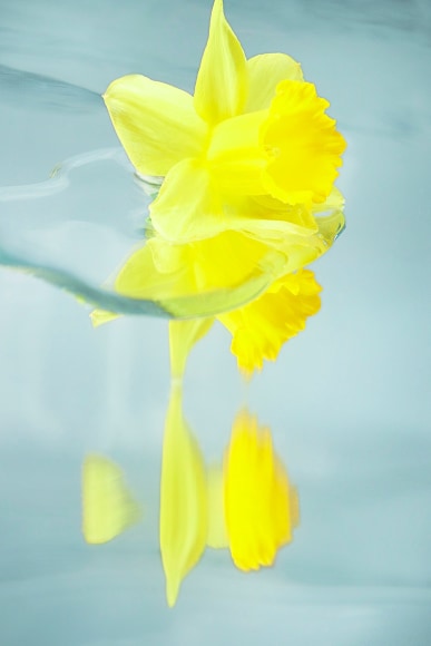 Flowers #29, 2019 - Sophie Delaporte Flowers &ndash; Fine Art Photography