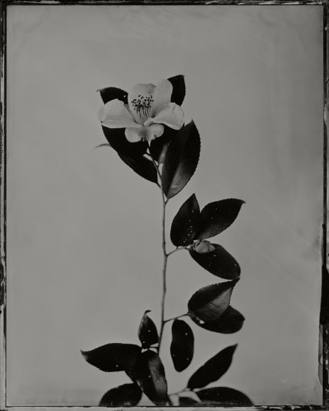 Ichigo Sugawara, Tsubaki, Yabu Tsubaki, 2009, Sous Les Etoiles Gallery