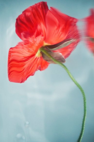 Flowers #22, 2019 - Sophie Delaporte Flowers &ndash; Fine Art Photography