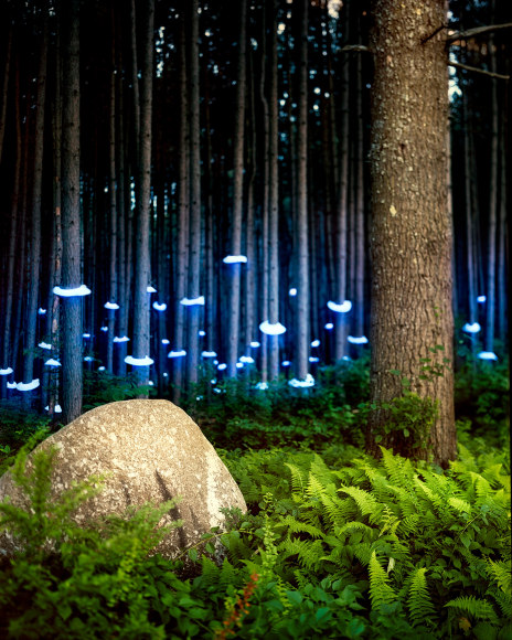 Barry Underwood, Scenes, Ferns (for Francesca), 2012, Sous Les Etoiles Gallery