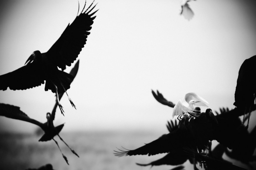 AFRICA, KENYA, JUNGLE, ELEPHANTS, ANIMALS, CHRISTIAN CRAVO