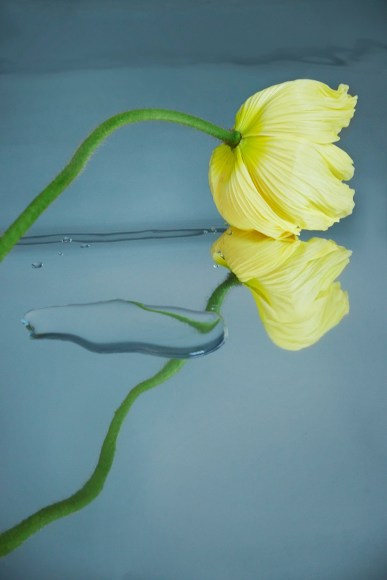 Flowers #04, 2019 - Sophie Delaporte Flowers &ndash; Fine Art Photography