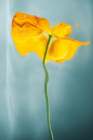 Flowers #20, 2019 - Sophie Delaporte Flowers &ndash; Fine Art Photography