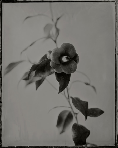 Ichigo Sugawara, Tsubaki, Tsushima no Musume, 2009, Sous Les Etoiles Gallery