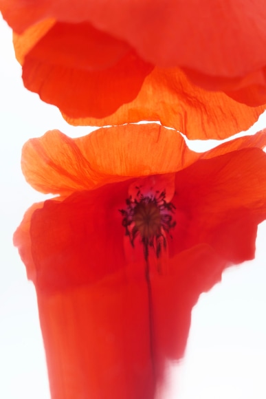 Flowers #2, 2021 - Sophie Delaporte