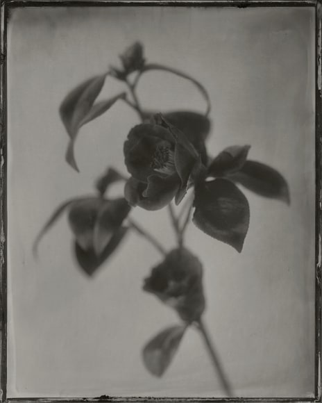 Ichigo Sugawara, Tsubaki, Jinya no Tsubaki, 2005, Sous Les Etoiles Gallery