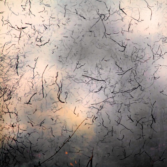 Burn No. 98, 2012 - Jane Fulton Alt