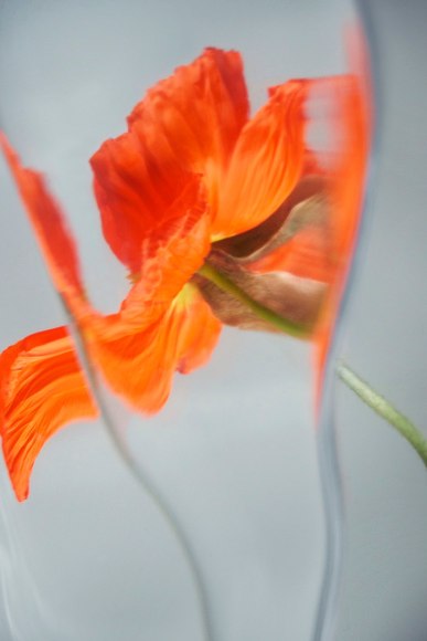 Flowers #26, 2019 - Sophie Delaporte Flowers &ndash; Fine Art Photography