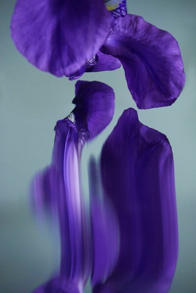 Flowers #07, 2019 - Sophie Delaporte Flowers &ndash; Fine Art Photography