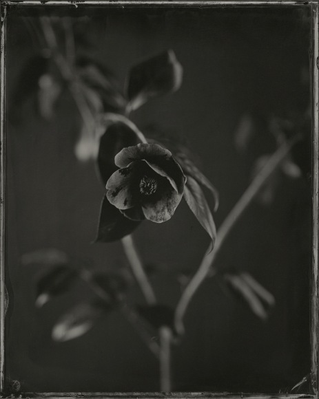 Ichigo Sugawara, Tsubaki, Jinya no Tsubaki, 2006, Sous Les Etoiles Gallery