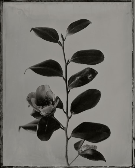 Ichigo Sugawara, Tsubaki, Koto no Karoi, 2009, Sous Les Etoiles Gallery