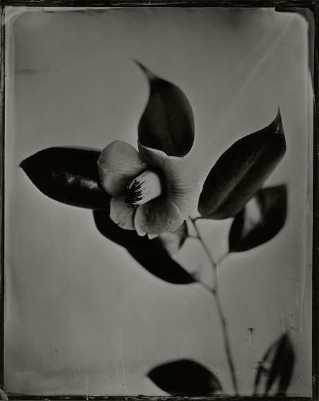 Ichigo Sugawara, Tsubaki, Yabu tsubaki, 2007, Sous Les Etoiles Gallery