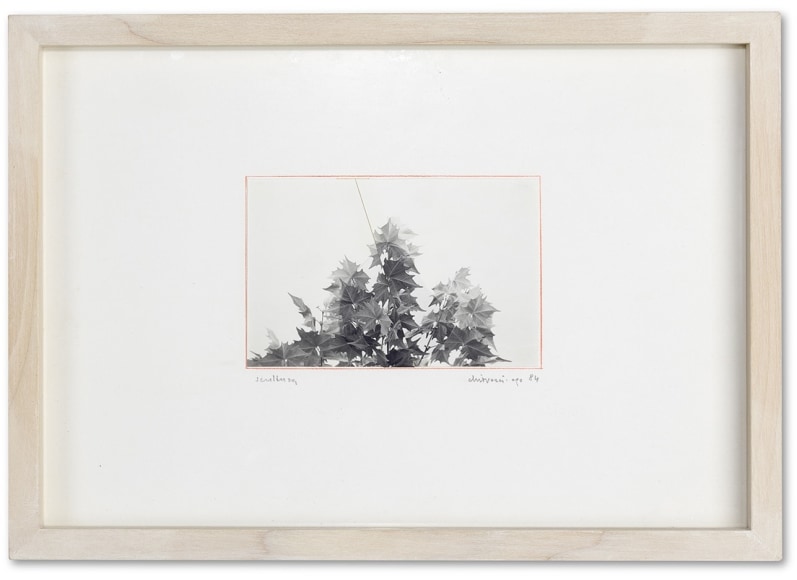 GF1996, 1984&nbsp;- Gianfranco Chiavacci