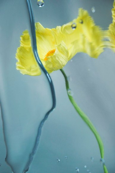 Flowers #20, 2019 - Sophie Delaporte Flowers &ndash; Fine Art Photography