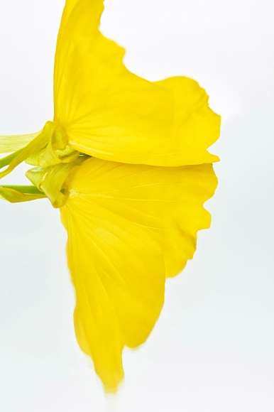 Flowers #35b, 2021 - Sophie Delaporte