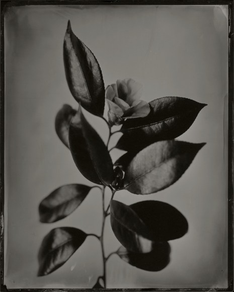 Ichigo Sugawara, Tsubaki, Beni wabisuke, 2006, Sous Les Etoiles Gallery