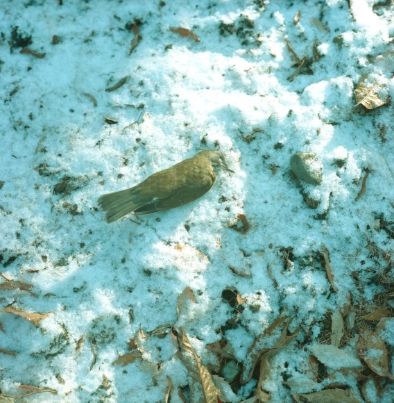 Breezeless, Haruhi Fujii, Les r&ecirc;ves d&rsquo;un oiseau solitaire, 2009, Sous Les Etoiles Gallery