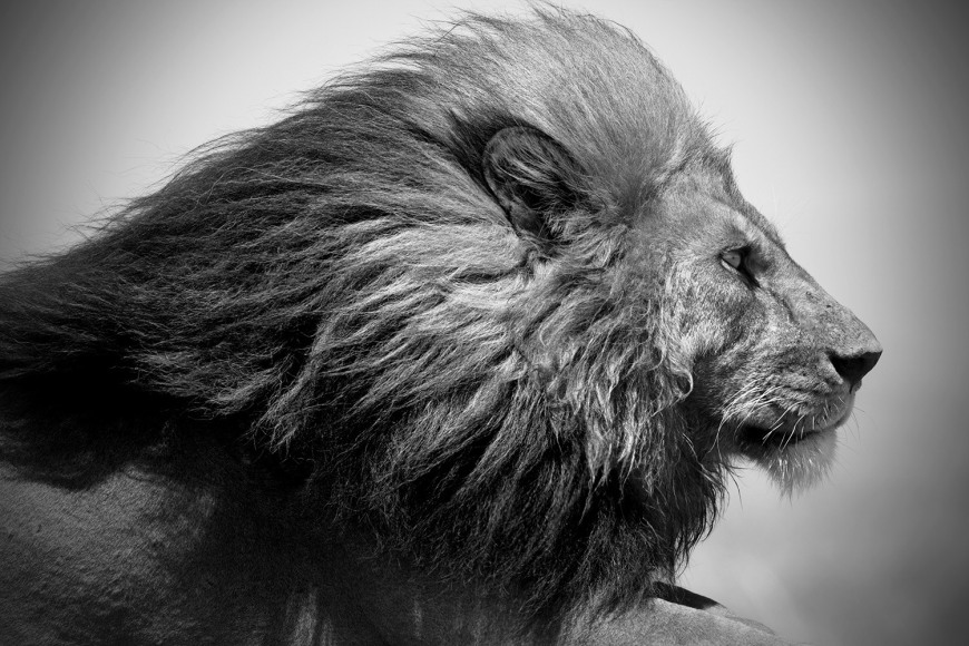 AFRICA, KENYA, JUNGLE, ELEPHANTS, ANIMALS, LION, CHRISTIAN CRAVO, TANZANIA