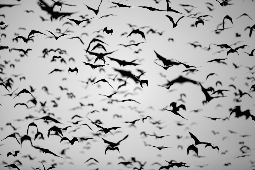 AFRICA, KENYA, JUNGLE, ELEPHANTS, ANIMALS, CHRISTIAN CRAVO,TANZANIA